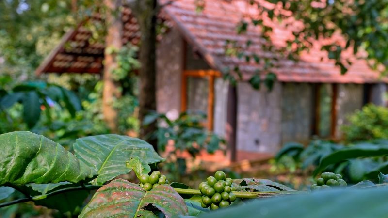 Poolside coffee shop at Birchwood