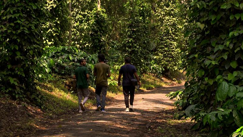 Lush coffee plantation walks in Coorg
