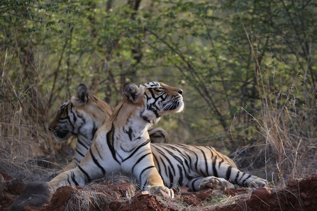 Bengal Tiger in Sariska